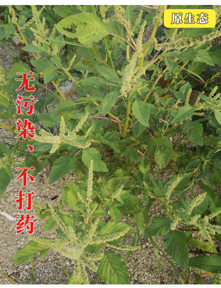 Natural Purslane Dish Fresh Red Stalk Purslane Vegetable Purslane Wild Purslane Vegetable Mother Pig Sashimi Chinese Herbal Medicine 500g 
