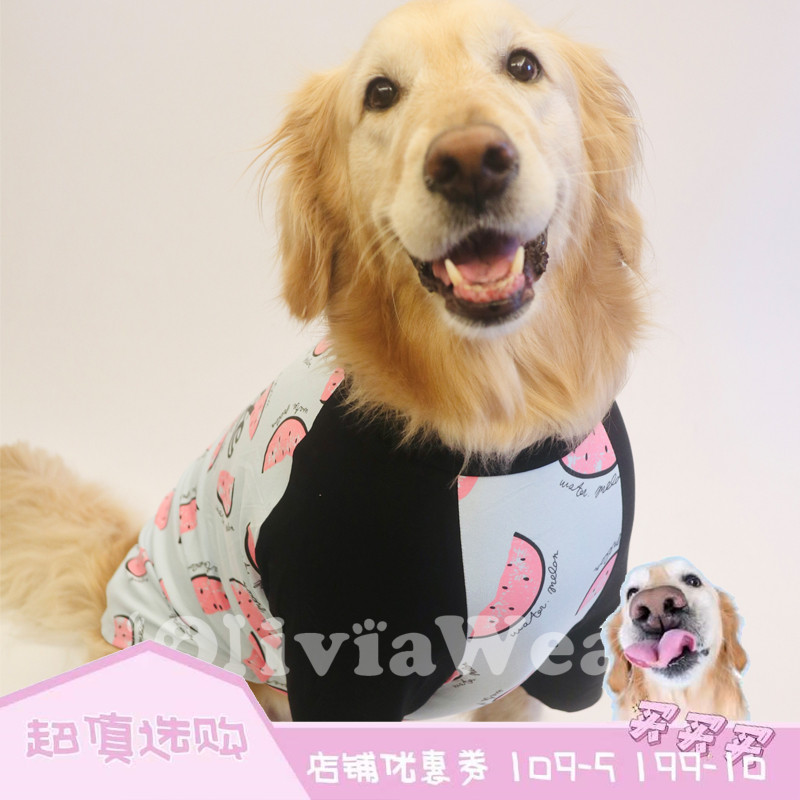 Blue little watermelon can be suitable for spring with new gold wool side pasture pure cotton breathable large dog t-shirt pet clothes