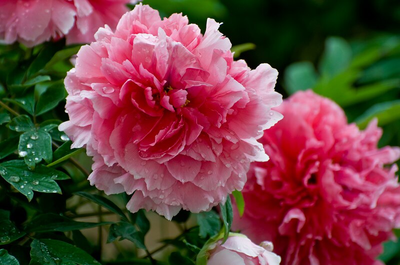 Korean peony root extract source 5ml natural plant preservative antibacterial agent Peony peel antimicrobial