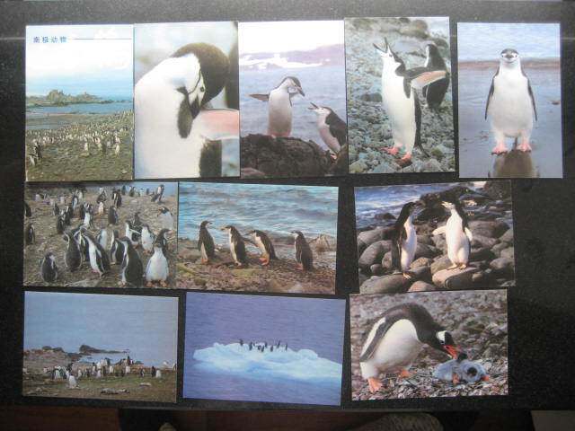 1990s Great Wall version of Antarctic Animal Penguin Postcards 10 All