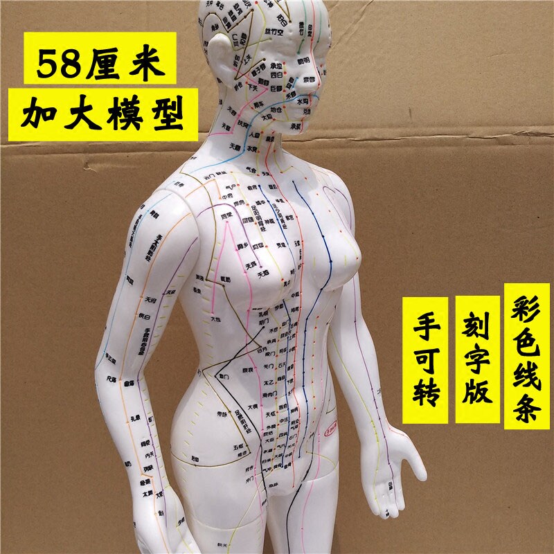 高清刻字60cm人体穴位模型男女铜人全身经络推拿针灸按摩中医教学