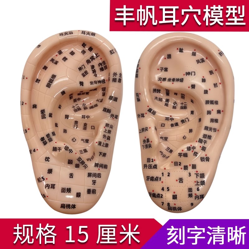 15cm耳朵穴位模型耳部反射区按摩耳针灸经络耳模具穴位左右耳模图
