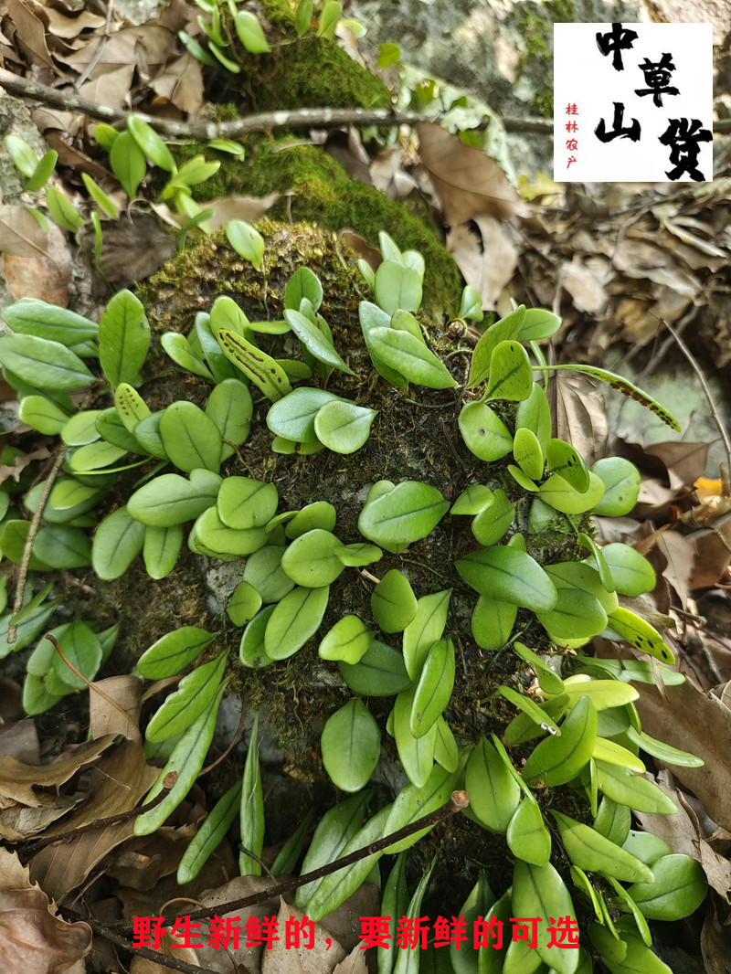 New Cargo Wild Chinese Herbal Medicine Hug Stone Lotus Stone Melon Stone Melon Seeds Hulian Golden Tortoise Cane 500 gr Dry Peach