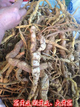 Wild Chinese herbal medicine Huangteng root Huangteng pure root Ancient Mountain Dragon vine Berberine False Berberine Rhubarb Vine 500g