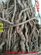 Fresh wild Chinese herbal medicine red small drill with bone wind South Chinese magnolias long sequence South Schisandra berry 5 catties