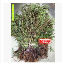 Wild Urfoot Gun Pig Mane Fern Iron Thread Fern Iron Thread Grass Water Pig Hair Seven Stones Middle Pearl Dry Pint Finish 500G