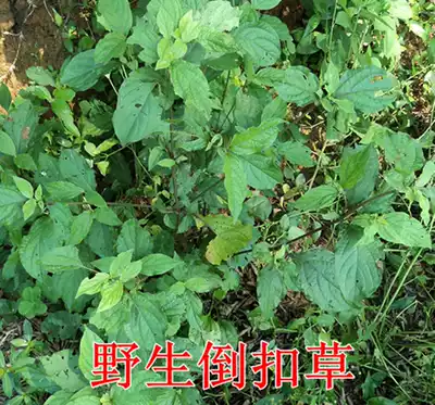 Wild Achyranthes bidentata fresh whole tree with root beef seven lacquer lacerated grass sprain 500g dry cut