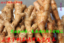 All-state stone pond native yellow ginger old variety farmhouse old ginger fresh yellow earth ginger 500 gr full 5 catties