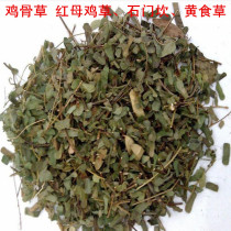 Wild Chinese herbal medicine Chicken Bones Grass Red Hen Grass Stone Mencana Yellow Eclipse Grass Yellow Grass Yellow Grass Yellow Grass Rhubarb Grass Rhubarb Grass
