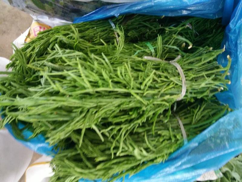 Yunnan fresh vegetables Xishuangbanna lettute Deodorant Vegetable Dai Smell 500 gr Shanghai Shipped