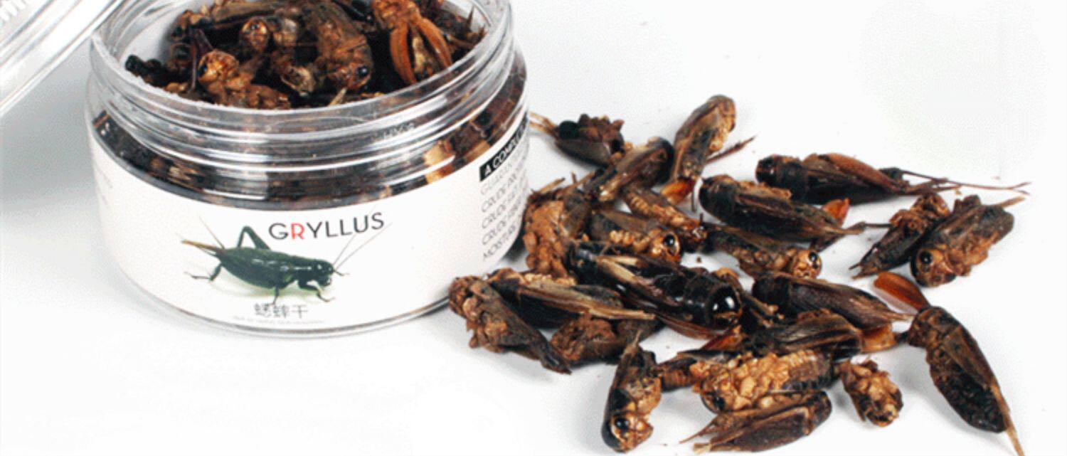 Насекомое питания рептилий/мин 保鲜冻干面包虫蟋蟀爬虫守宫蜥蜴仓鼠龙鱼刺猬食物乌龟非活体饲料