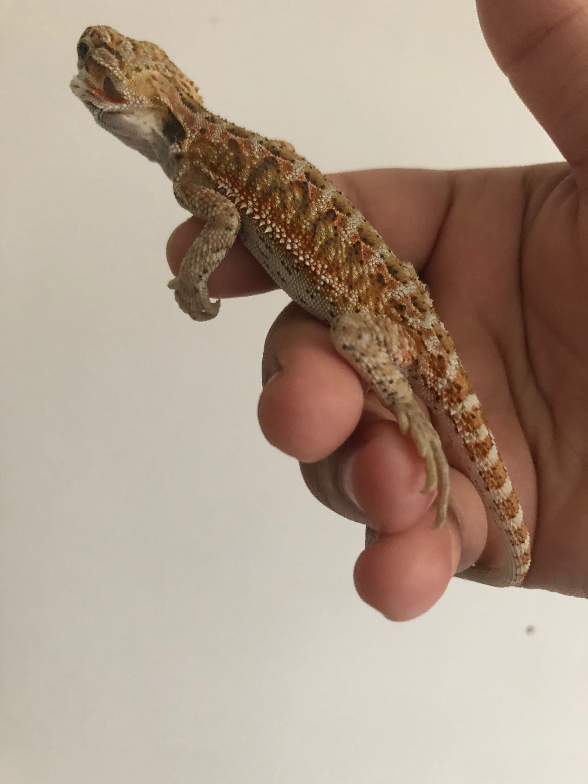 Аксессуары для рептилии 鬃狮蜥幼体入门爬虫温顺不咬人