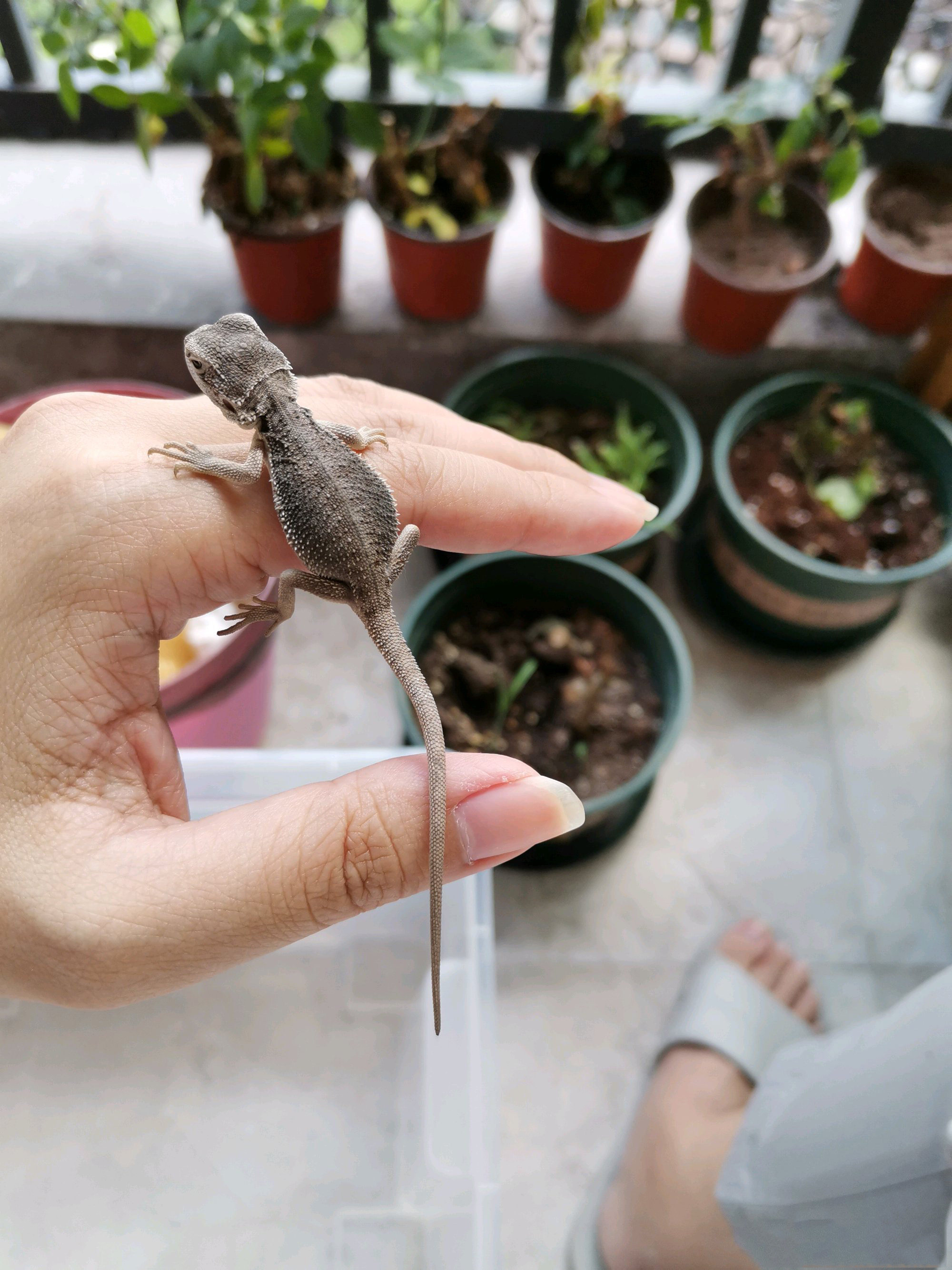 Аксессуары для рептилии 鬃狮蜥幼体入门爬虫温顺不咬人