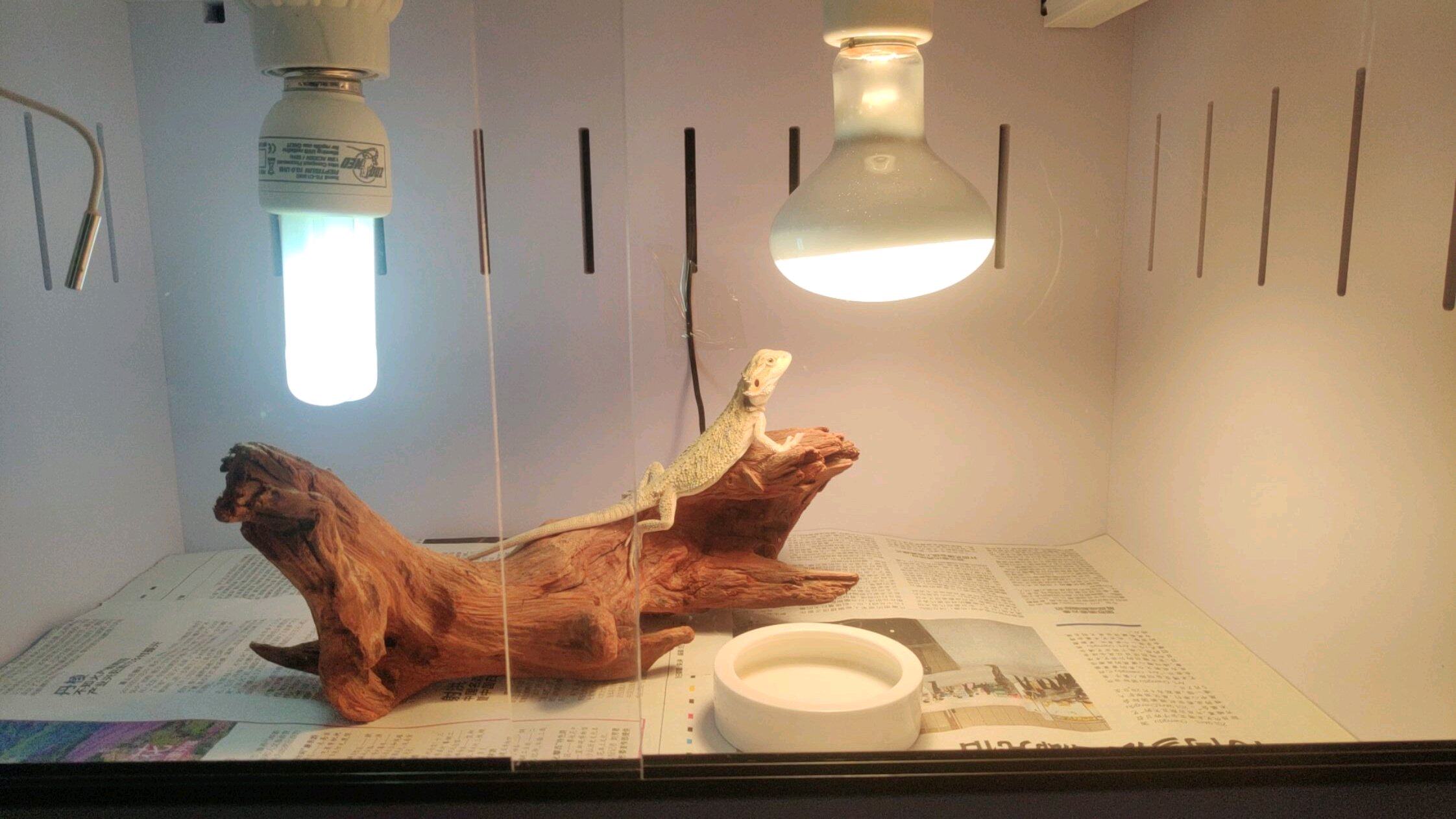 Аксессуары для рептилии 鬃狮蜥幼体入门爬虫温顺不咬人