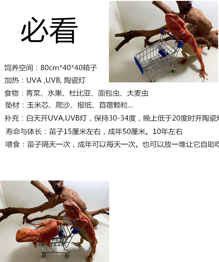 Аксессуары для рептилии 鬃狮蜥幼体入门爬虫温顺不咬人