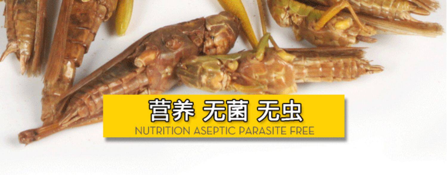 Насекомое питания рептилий/мин 保鲜冻干面包虫蟋蟀爬虫守宫蜥蜴仓鼠龙鱼刺猬食物乌龟非活体饲料