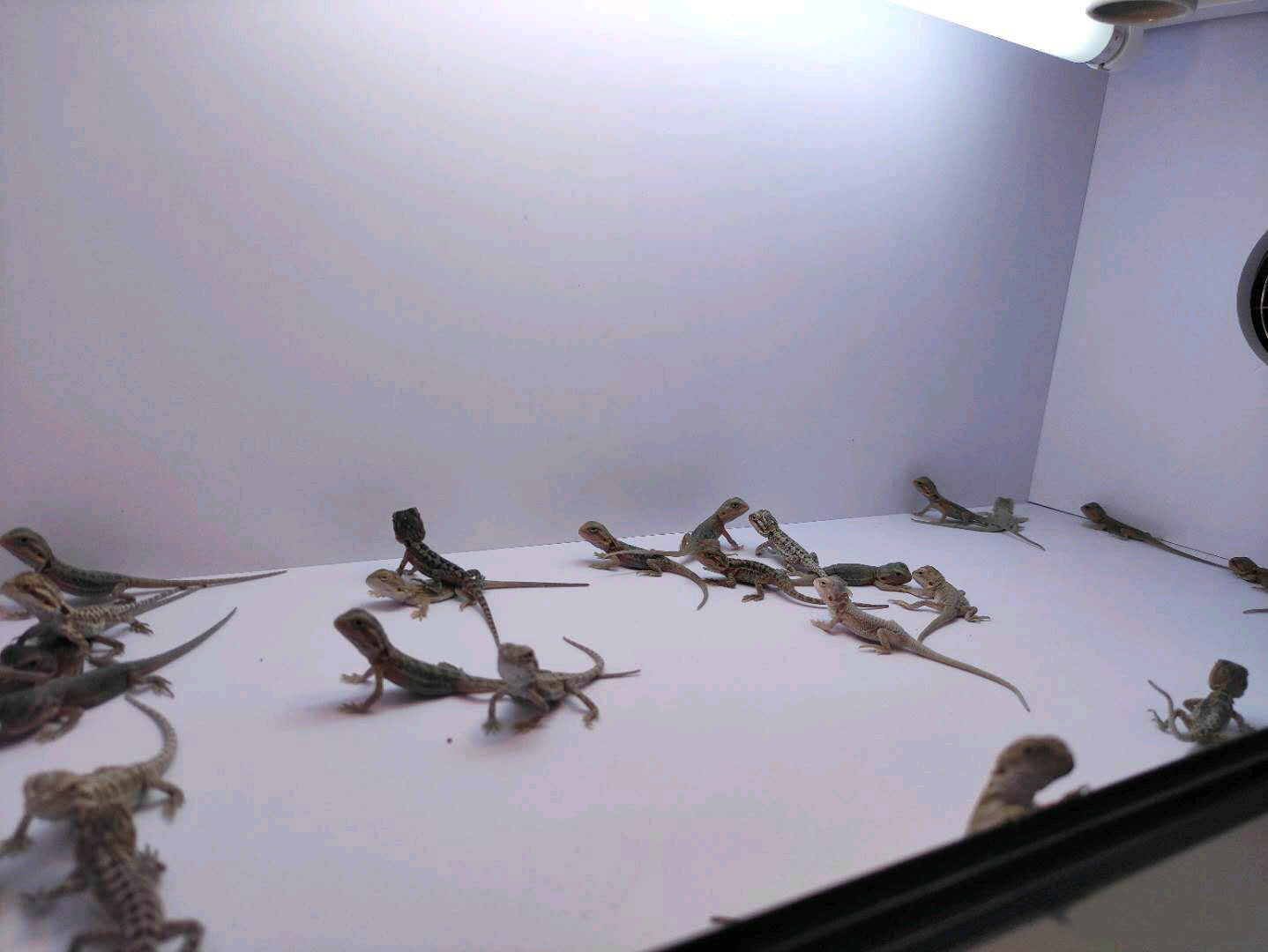 Аксессуары для рептилии 鬃狮蜥幼体入门爬虫温顺不咬人