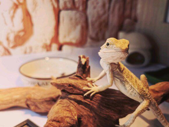 Аксессуары для рептилии 鬃狮蜥幼体入门爬虫温顺不咬人