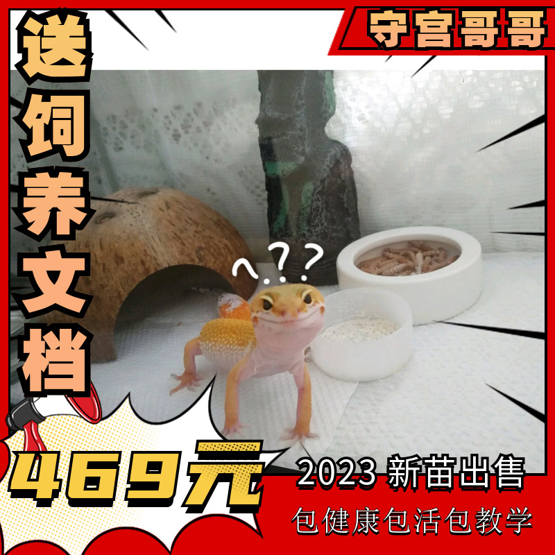 Rare BAO WEN gecko lizard, small crawling pet, lazy person, small desert, easy to raise and easy to live, beginners can get started with seedling pets