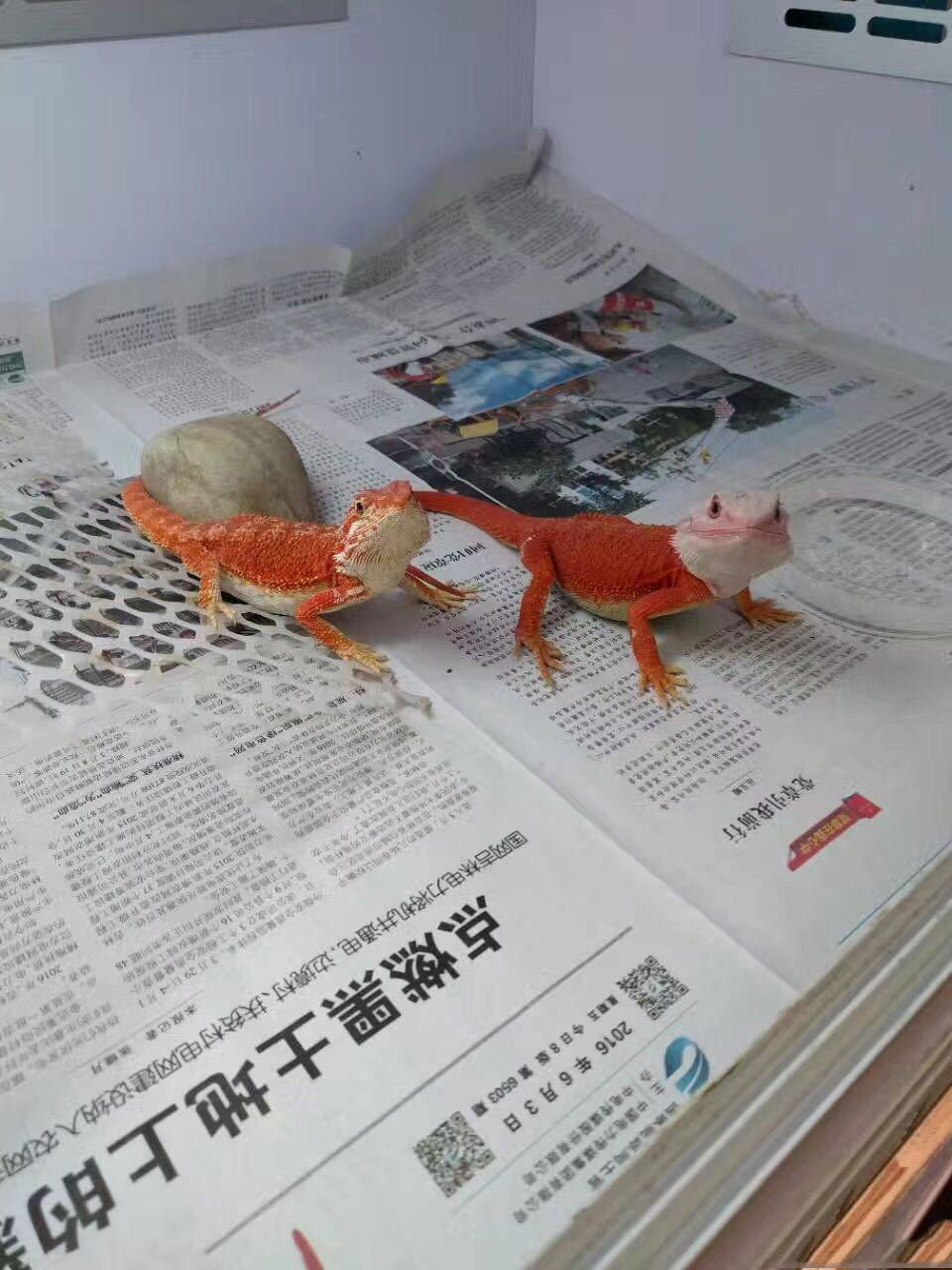 Аксессуары для рептилии 鬃狮蜥幼体入门爬虫温顺不咬人