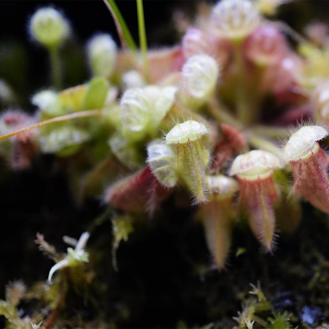 セファロタス \"Big boy\" 食虫植物 Cephalotus follicularis 'Big boy' Cedric セファロタス