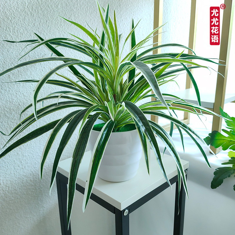 Simulation green plant potted Chlorophytum plant plastic pot fake flower and grass indoor and outdoor decoration big leaf gold Ge small bonsai ornament