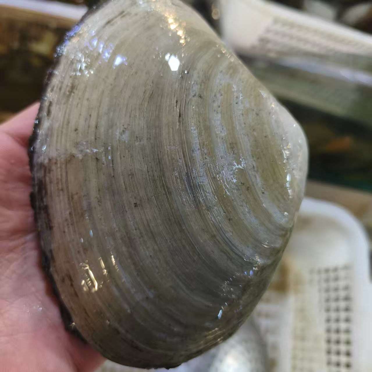 Fresh maple clams, arctic clams, Japanese sushi, sashimi, live clams