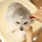 Собачья лапша расчесывает домашние животные мини -сбитые волосы расчесываем