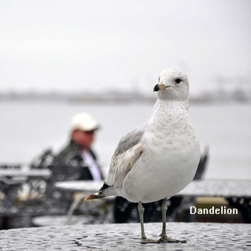 DandeLion Postcard Seagull USA New York