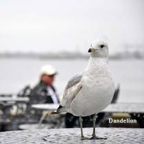 DandeLion postcard seagull US New York (clear and sold out of the sale)