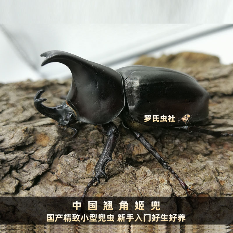 Chinese Jidou adult Red River Hani Jidou Larva One-horned fairy Big pocket insect Pet insect Beetle Beetle Beetle