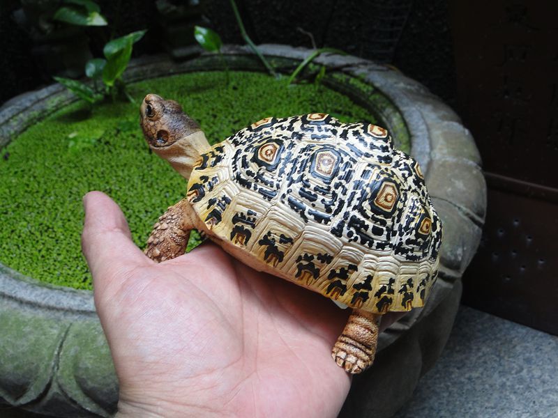 Finely Crafted High-Quality Realistic Leopard Tortoise Model Animal Model (Medium Size)