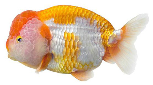 金魚之王蘭壽魚的繁育和飼養，你瞭解嗎？ - 淘寶海外