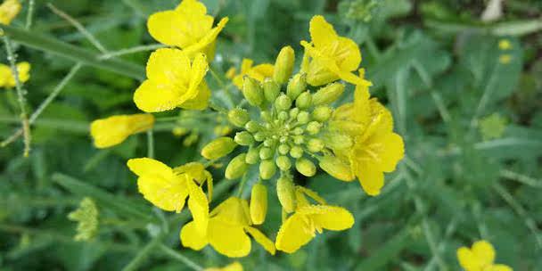 夕阳下的橙子