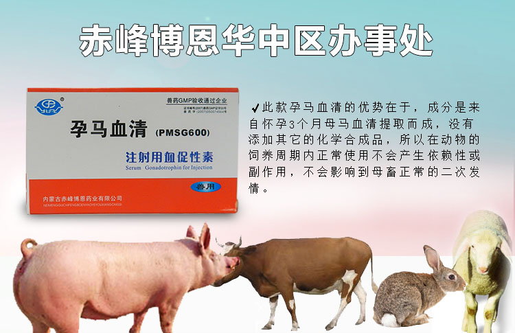 母猪“气血不足”，产后无乳，不发情……
