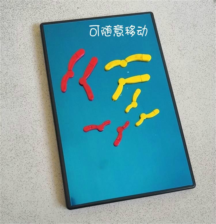 磁性 减数分裂中染色体变化模型组件 280*180mm 生物教学仪器