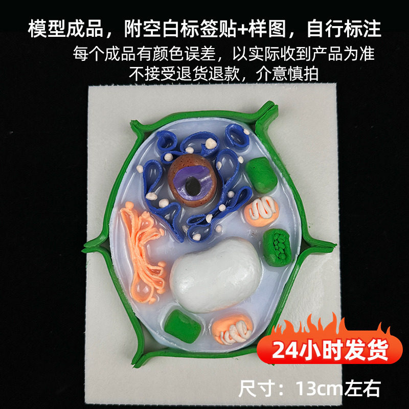 【成品】动物植物亚显微结构七年级生物细胞模型粘土植物动物模型