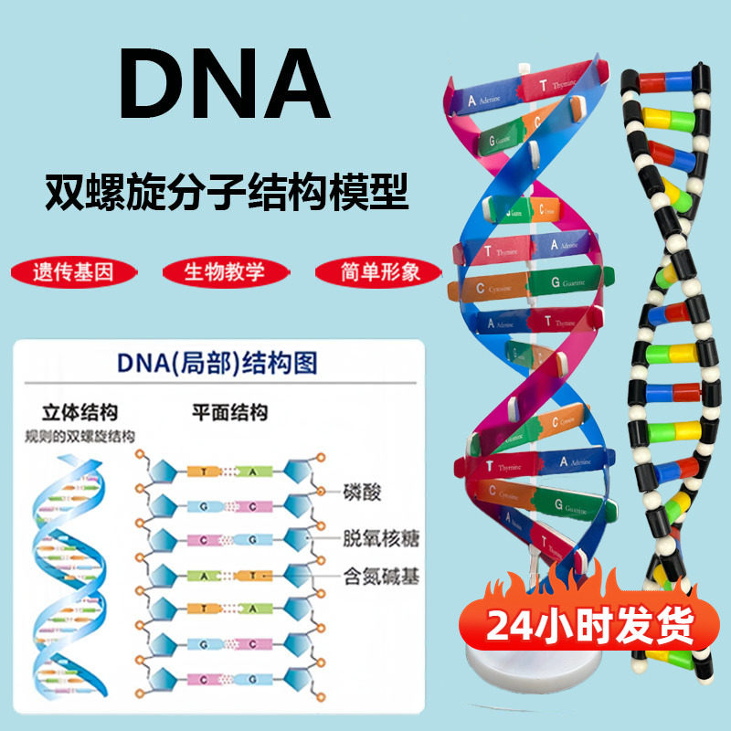 DNA双螺旋结构模型小学科学初高中生物教学实验器材分子结构模型