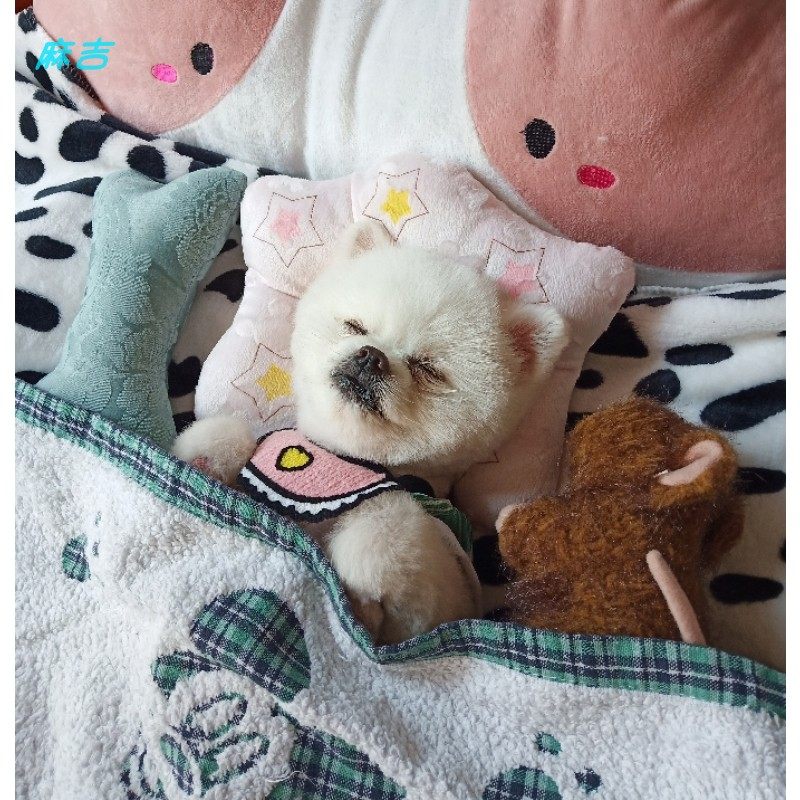 Cartoon Pet Pillow Teddy Bichon Pomeranian Puppy Puppy Pillow Sleeping Special Small Dog Law Fighting Cat Sleeping Pad