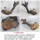 Оранжевый A170 Huang Jingmu