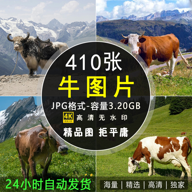 4K High-Definition Large Images of Cows, Dairy Cows, Yellow Cows, Water Cows, Cattle, Yaks, Herds, Pasture Photography Photos, Reference Materials 4K High-Definition Large Images of Cows, Dairy Cows, Yellow Cows, Water Cows, Cattle, Yaks, Herds, Pasture Photography Photos, Reference Materials