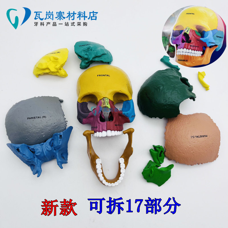 口腔模型4D头颅模型可以拆分17部分医用学习展示彩色头骨解刨模型