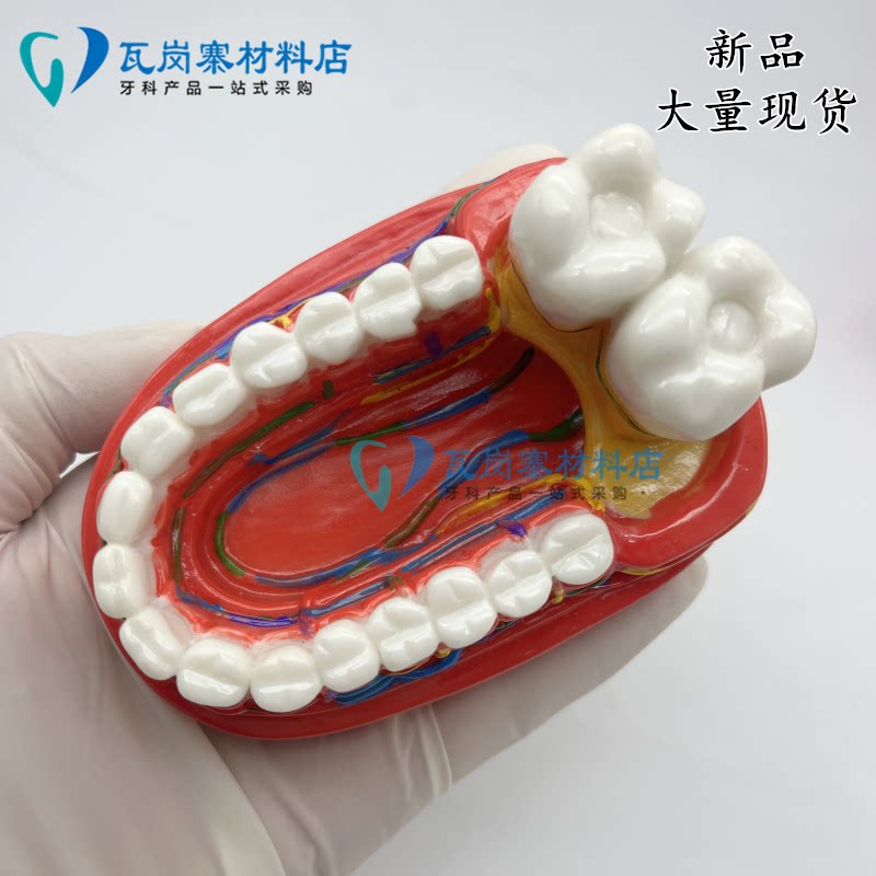 牙科口腔诊所摆件教学模型沟通教学展示模型 牙齿模型摆台 包邮
