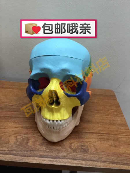 人体彩色口腔骷髅头骨模型 头颅骨分区 头颅色性分离教学模 包邮