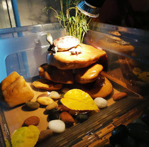Natural yellow wax stone tortoise drying table stone fish tank decoration landscaping bottom sand bottom hair color sunken wood landscaping