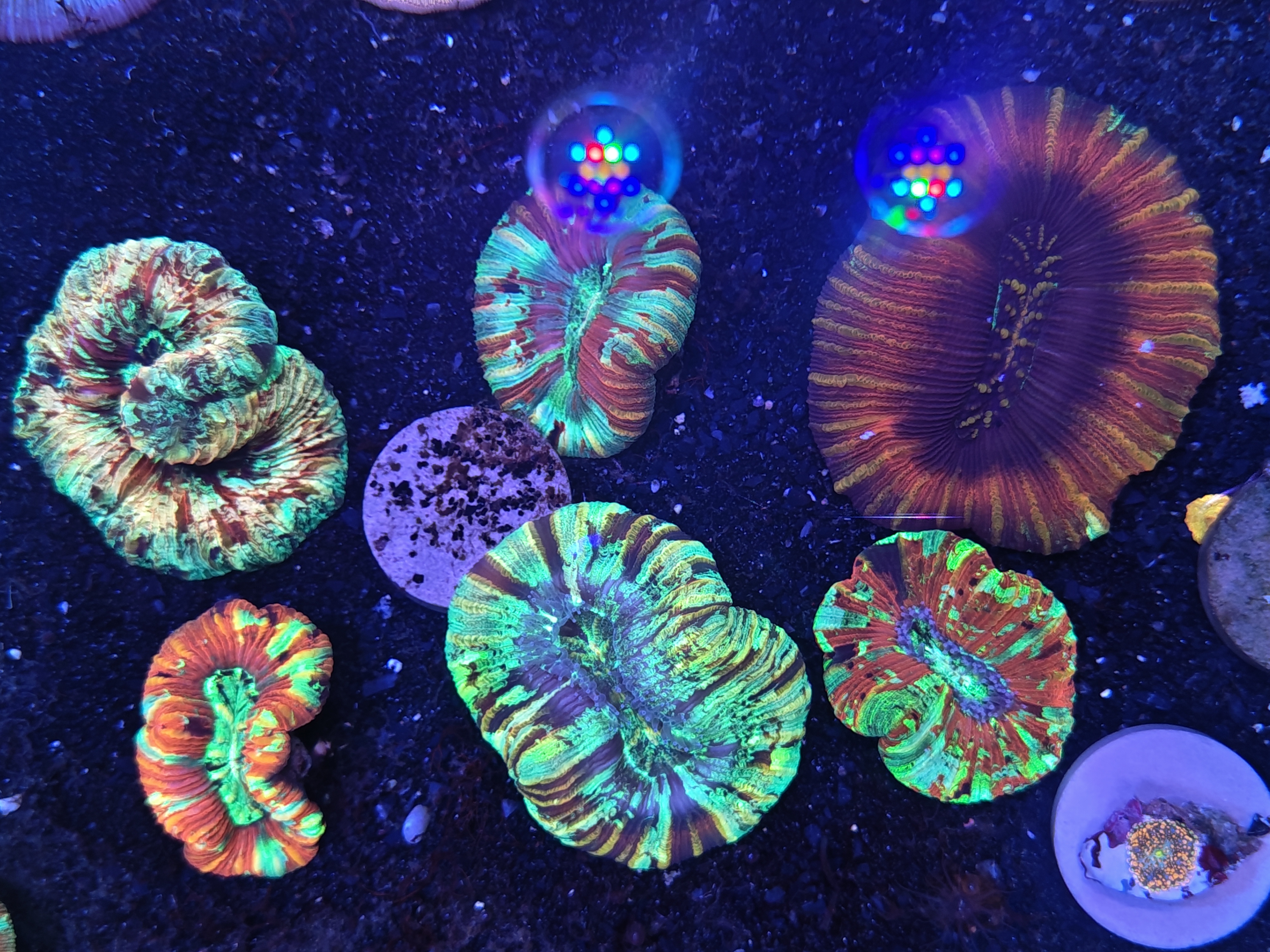 脑珊瑚家族的奇妙多样性：从油彩富士到糖果脑