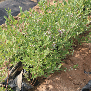 蓝莓树苗盆栽营养杯苗2颗