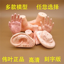 Great Leaf Clear Human Acupoint Plantar Model Massage Feet Acupuncture-Moxibustion Hand Ear Caves Foot Reflex Zone Lettering Pushers