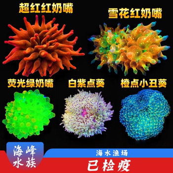 Red nipple, green nipple, sea anemone, white purple spot anemone, coral