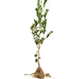 Высоко -элидовая прививка масляного чая саженцы Jiangxi Changl